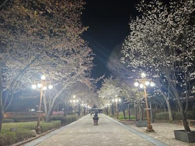 2023 화목원 야간 벚꽃축제 2023.4.7.(금) ~ 4.13.(목)