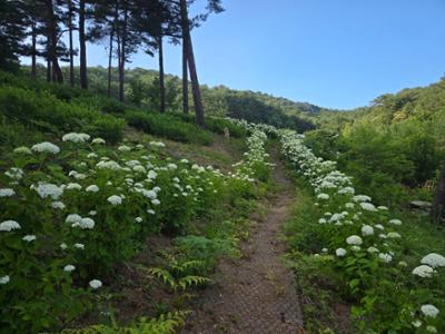 수국과 노루오줌