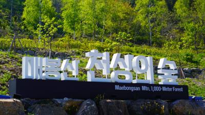 천상의 숲 입구