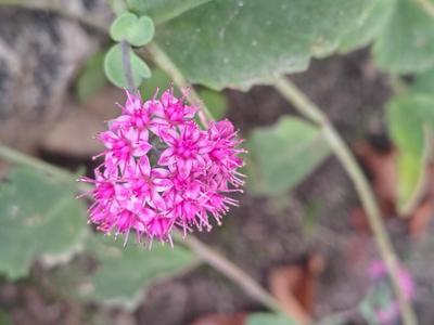 화목원의 오늘_20251025