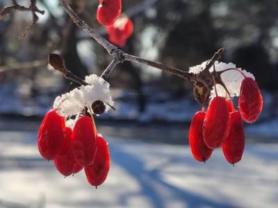 화목원의 오늘_첫눈